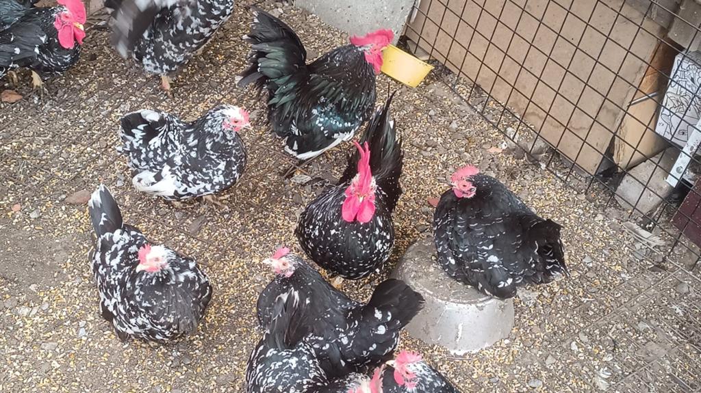 Broedeieren chabo, Dieren en Toebehoren, Pluimvee, Geslacht onbekend, Kip