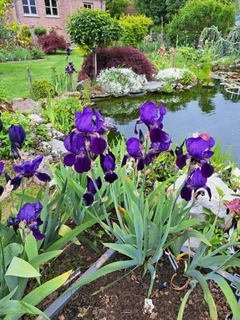 Iris Germanica 4 x Blauw , ganse struiken, Volle zon, Vaste plant, Lente, Ophalen