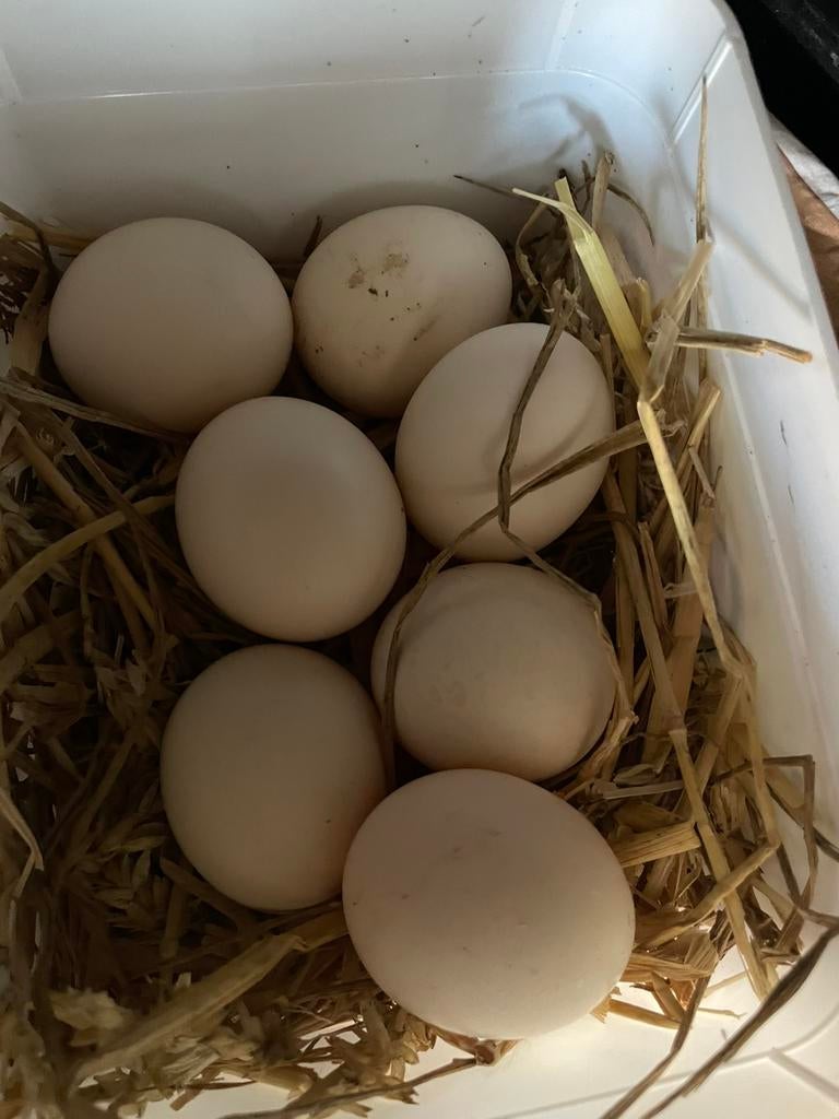 Broedeieren van oregineel ayam Cimani💯