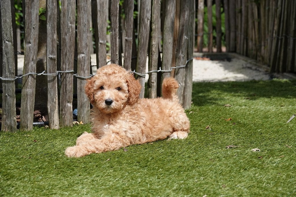 Prachtige Goldendoodle pups (Abrikoos), Parvo, België, Overige rassen, 8 tot 15 weken