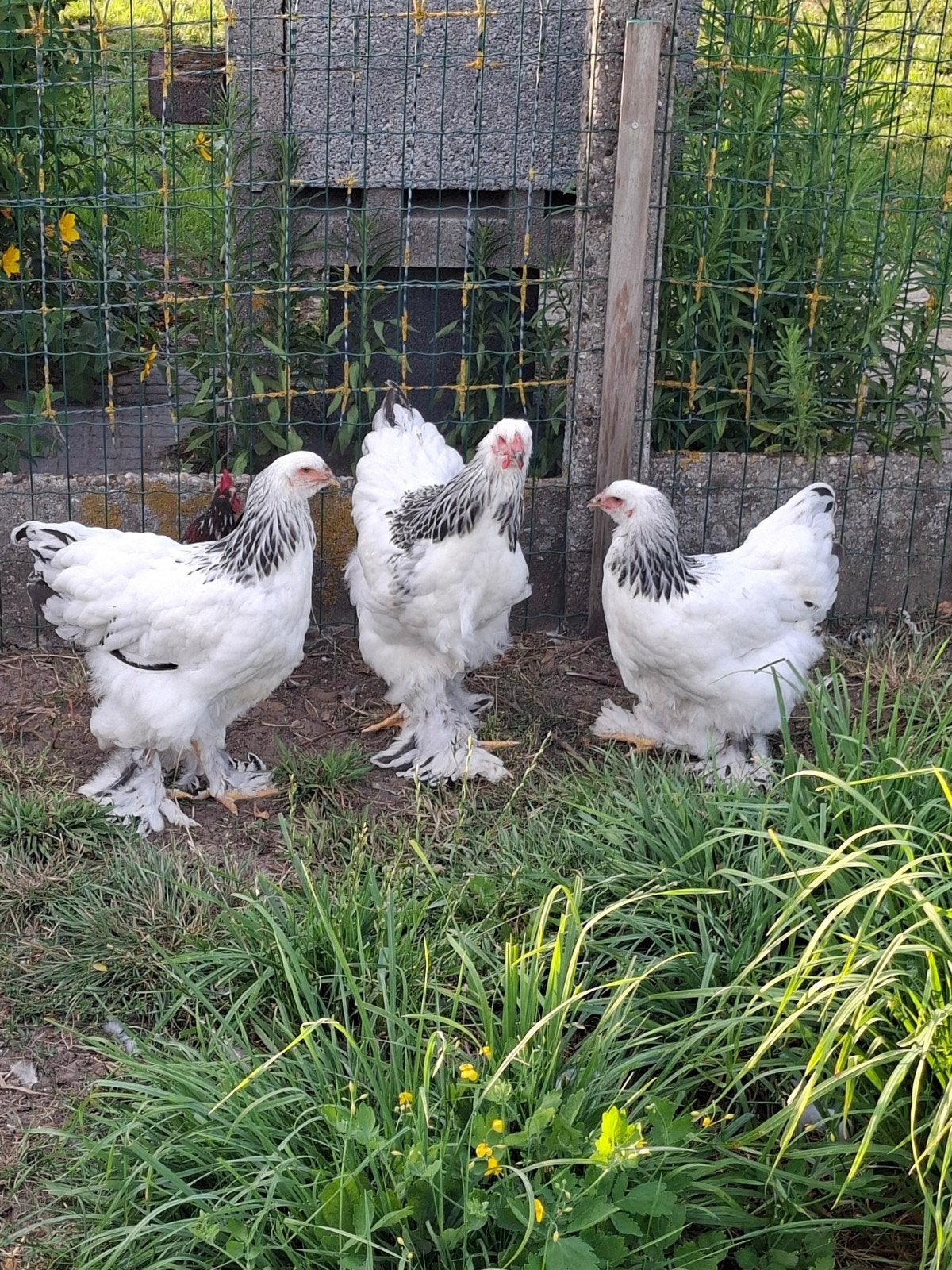 brahma, Dieren en Toebehoren