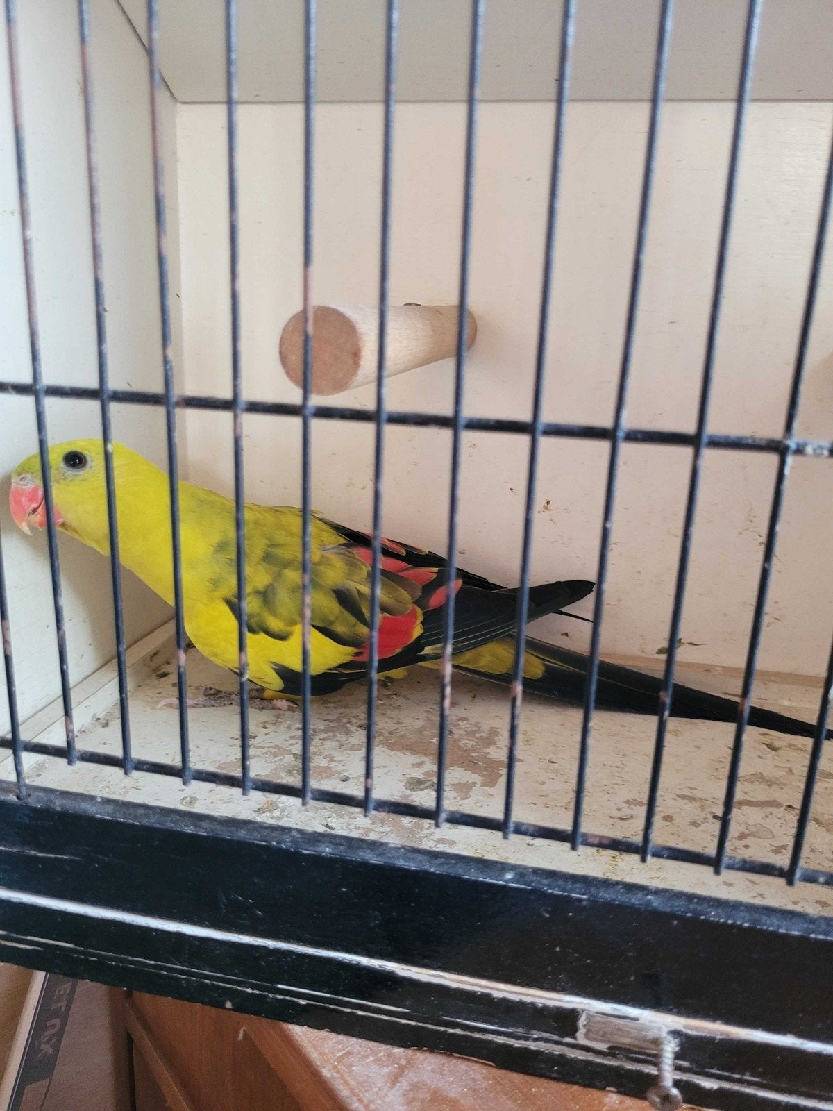 homme fait ses preuves en pastel fendu et ourlé, Mâle, Perruche, Bagué