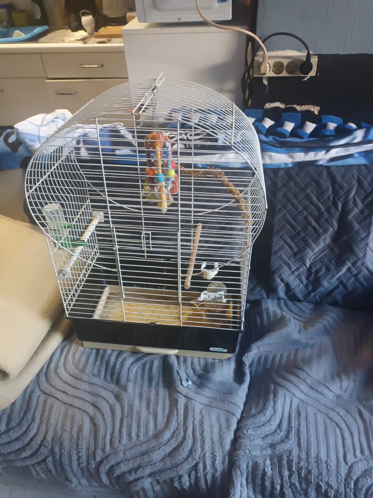 Leuk koppelte handtamme dwergpapegaaien te koop +kooi, Dieren en Toebehoren, Tam