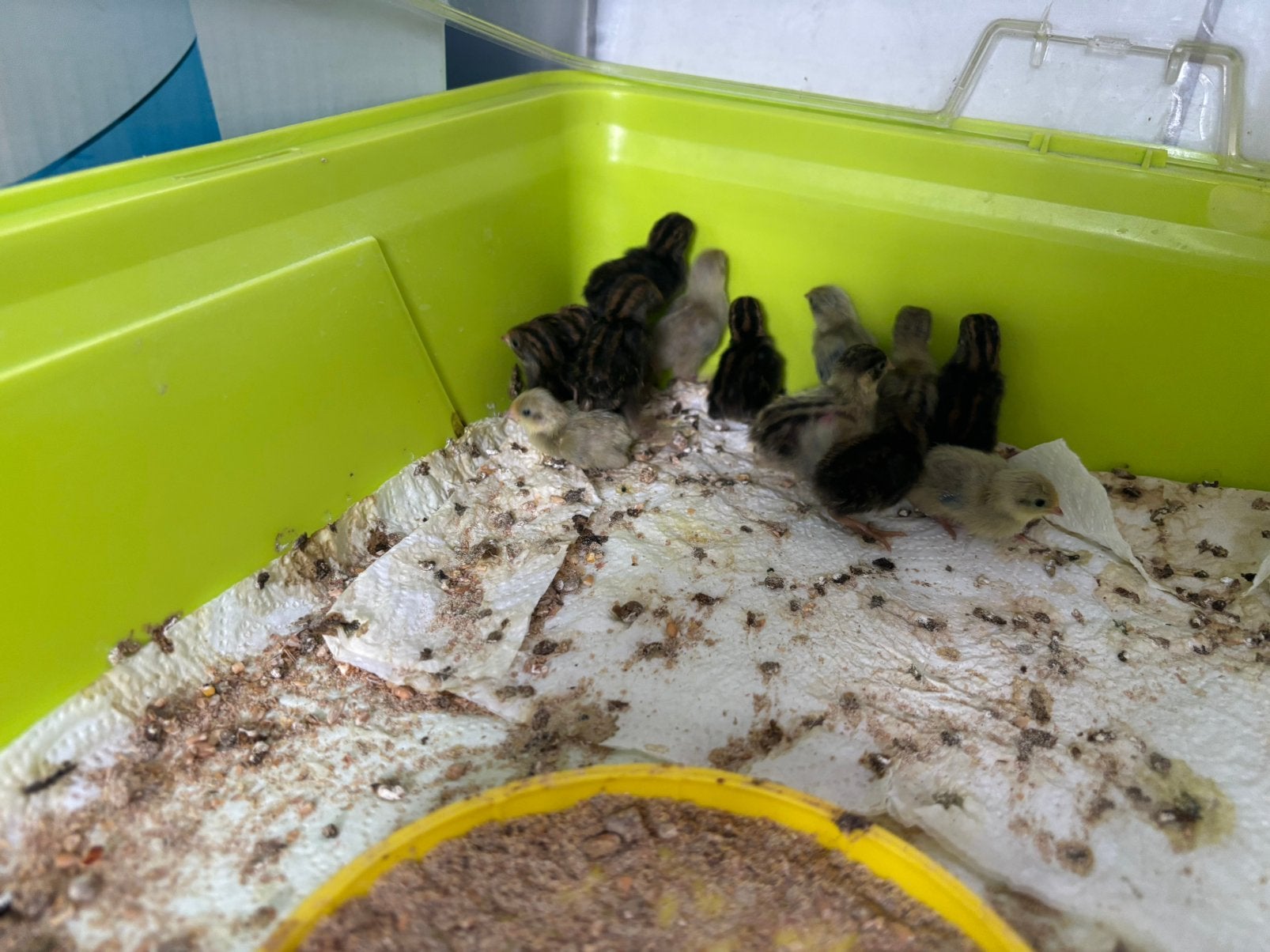Chinese kwartel kuikens, Dieren en Toebehoren