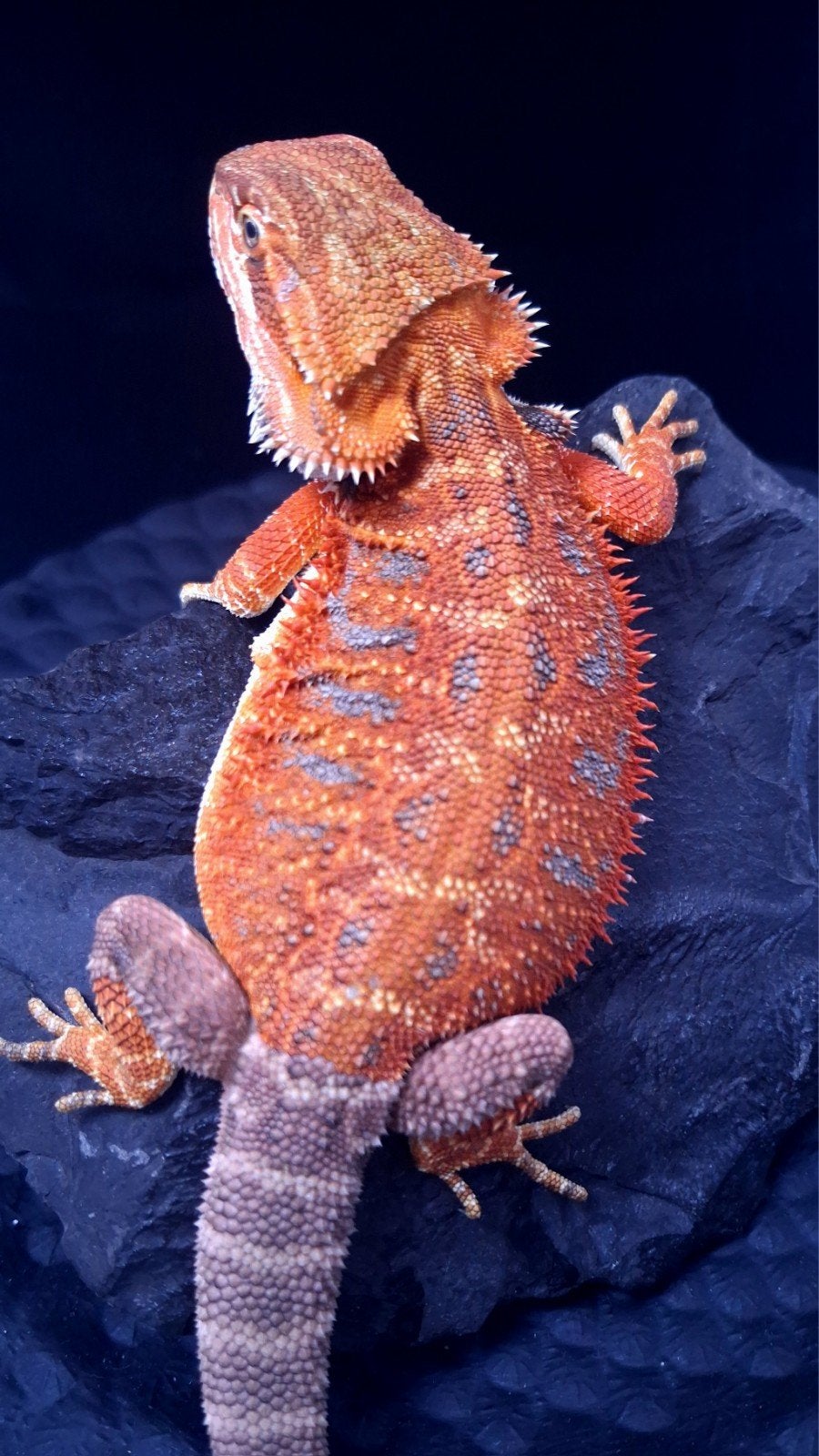 50% Red Monster Extreme Blue Tiger Vrouw poss. Double het, Dieren en Toebehoren, Hagedis, 0 tot 2 jaar