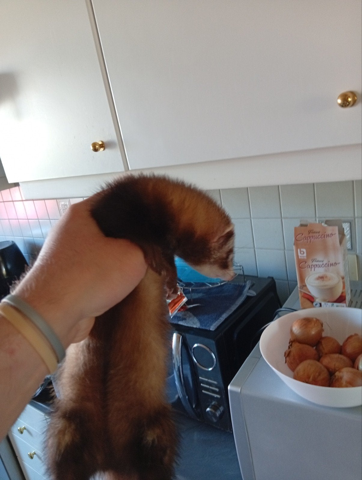 Frettenpups, April, Vrouwelijk