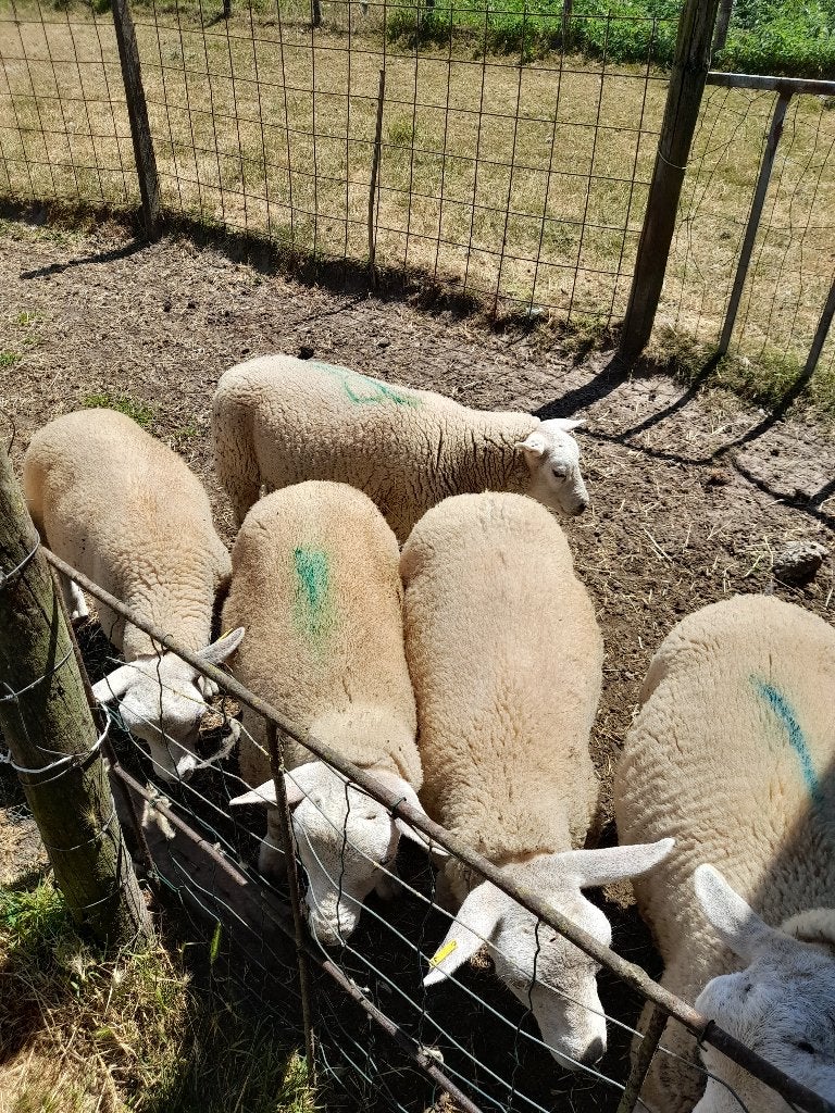 schaap lammeren, Schaap, 0 tot 2 jaar