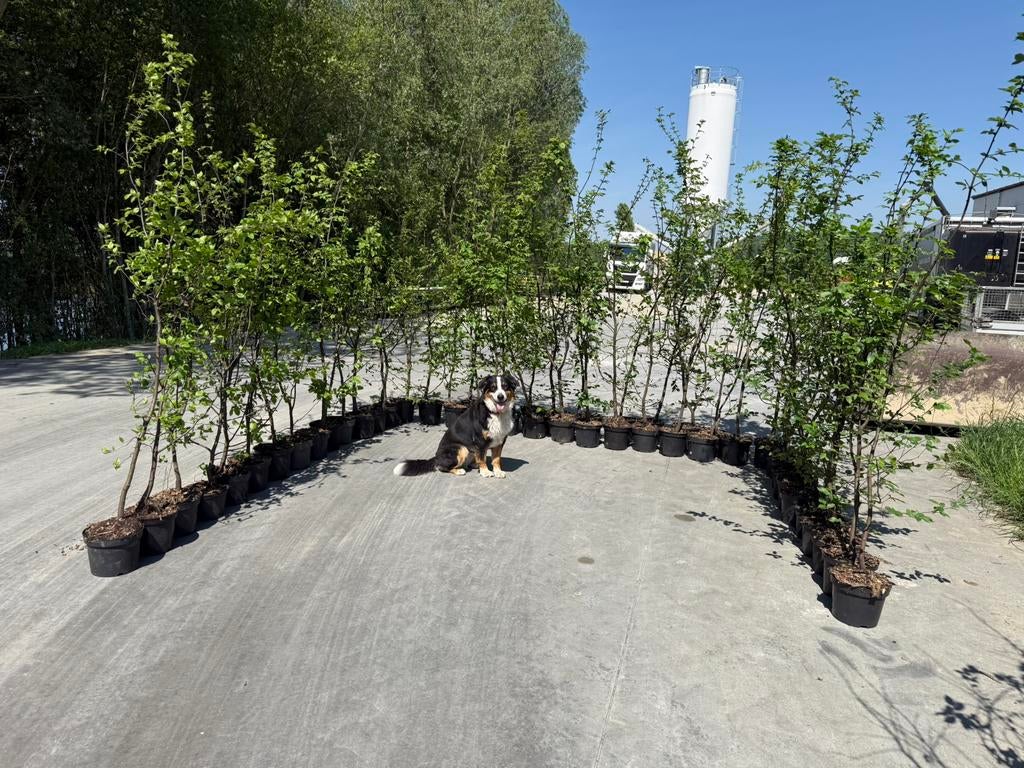 Haagbeuk 2m + in pot, carpinus betulus, Tuin en Terras, Ophalen, Haagbeuk