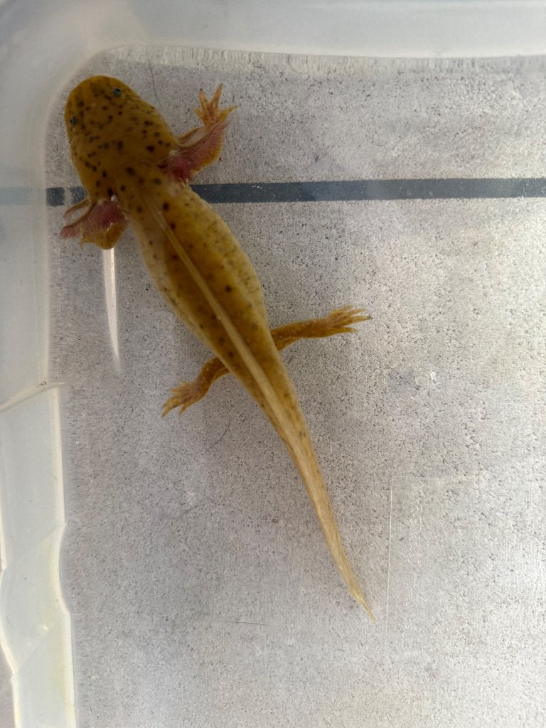 Copper axolotl, Animaux & Accessoires