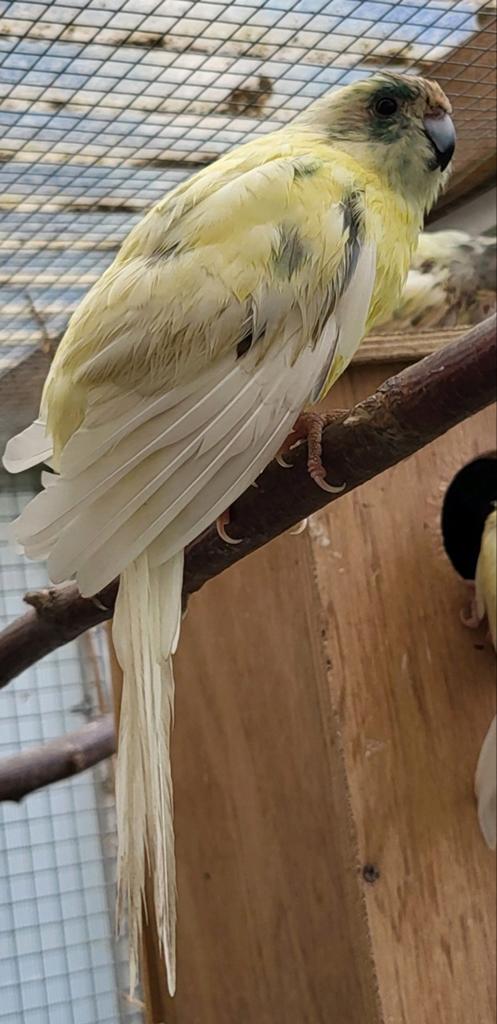 Kakariki femelle, Femelle