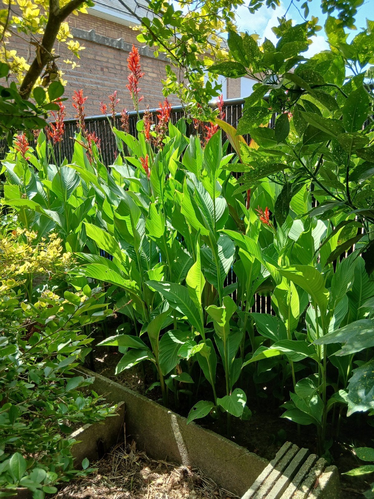 cannaplanten oranje., Tuin en Terras, Bloembollen en Zaden, Ophalen