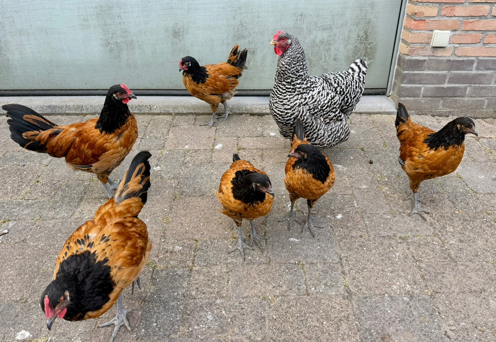 Vorwerk haantjes (3 maanden), Mâle, Poule ou poulet