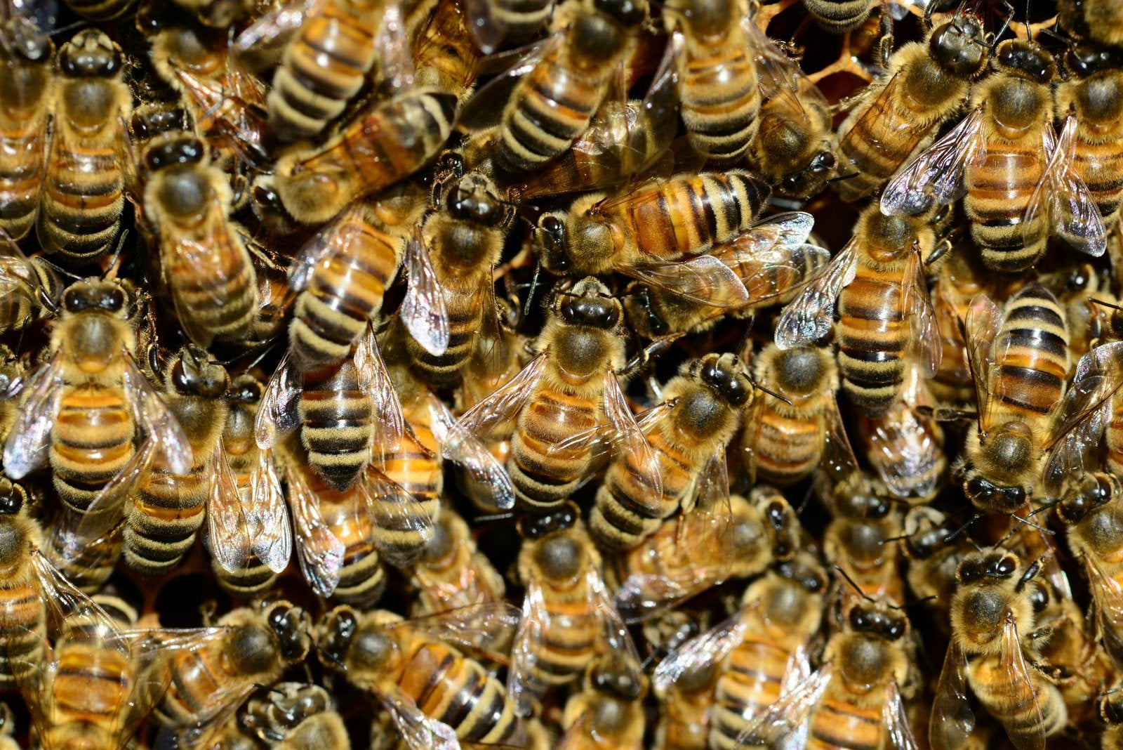 🚨 Bijenzwerm gezien? Ik kom hem GRATIS & VEILIG ophalen! 🐝, Bijen
