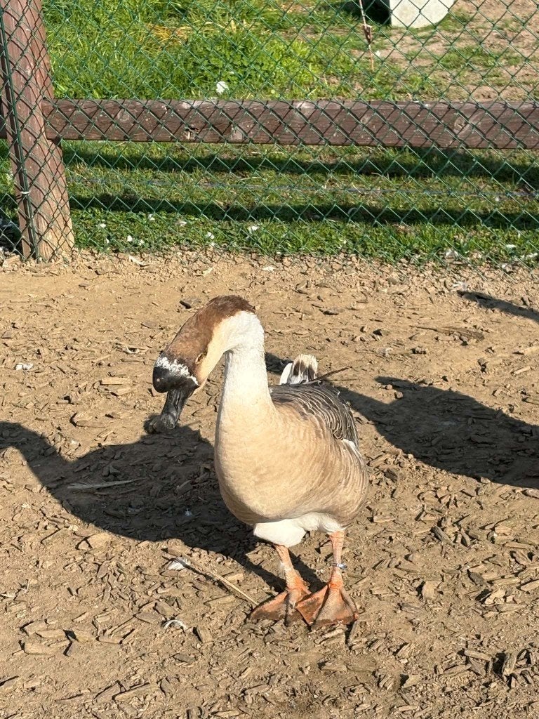 Chinese knobbelgans, Mannelijk, Gans of Zwaan