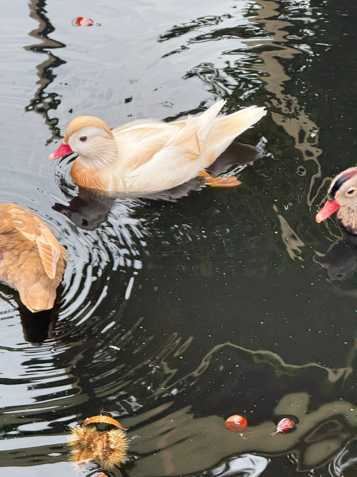 Mandarijn eenden wildkleur en wit, Dieren en Toebehoren, Meerdere dieren, Eend