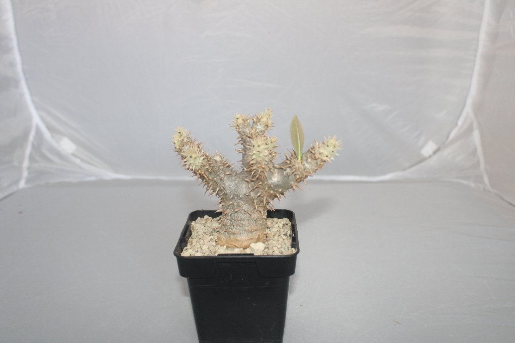 Pachypodium saundersii, Huis en Inrichting, Kamerplanten, Vetplant, Ophalen of Verzenden, Minder dan 100 cm, Volle zon