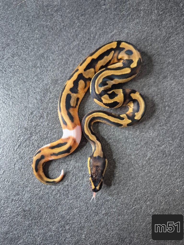 Python regius, Dieren en Toebehoren, Reptielen en Amfibieën, Slang, 0 tot 2 jaar