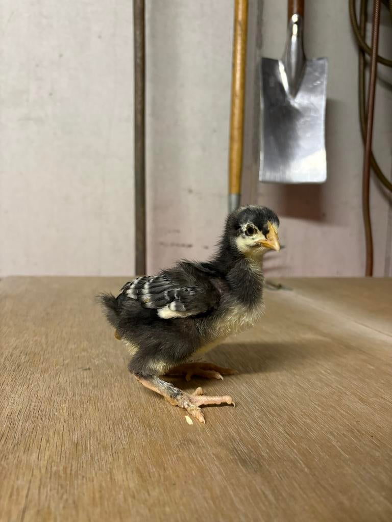 10+1 GRATIS Mechelse koekoek kuikens