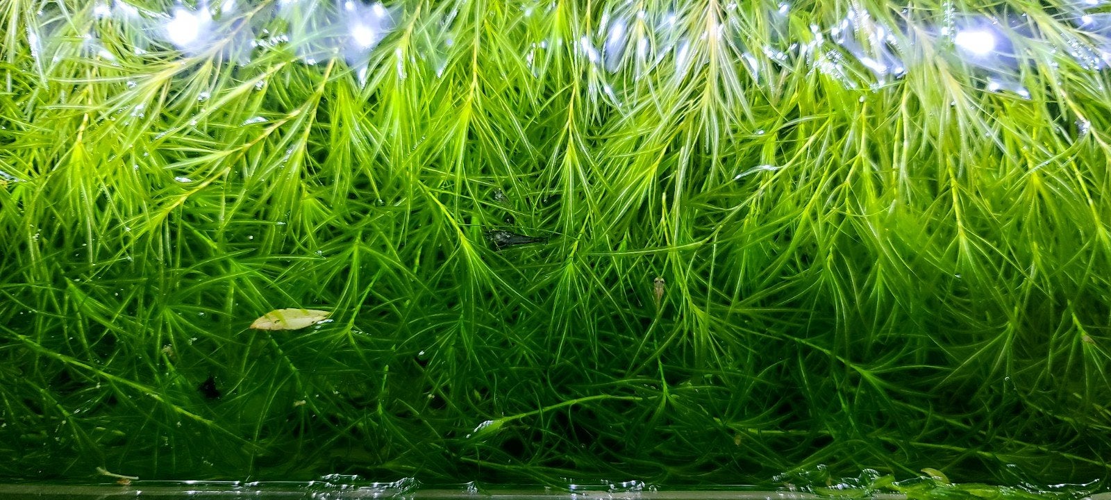 Plantes naja et ou anubia, Animaux & Accessoires, Enlèvement ou Envoi