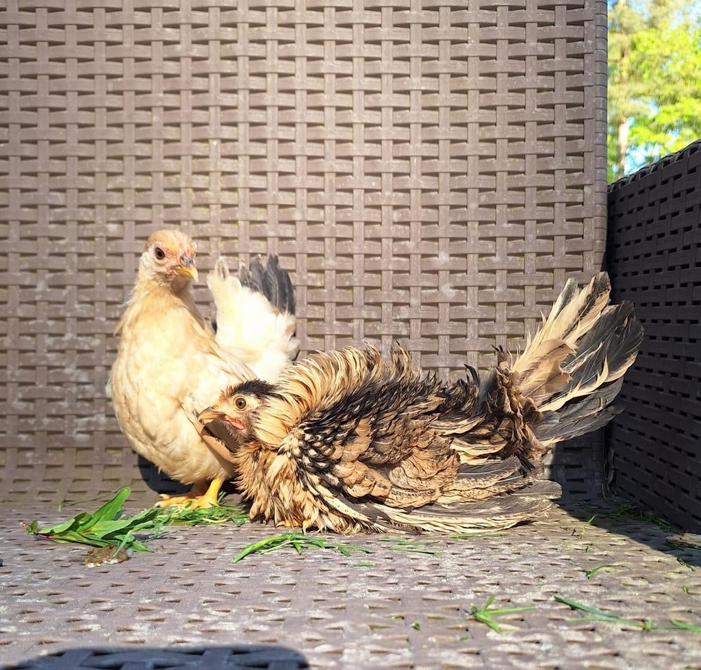 2 jonge chabo hennetjes