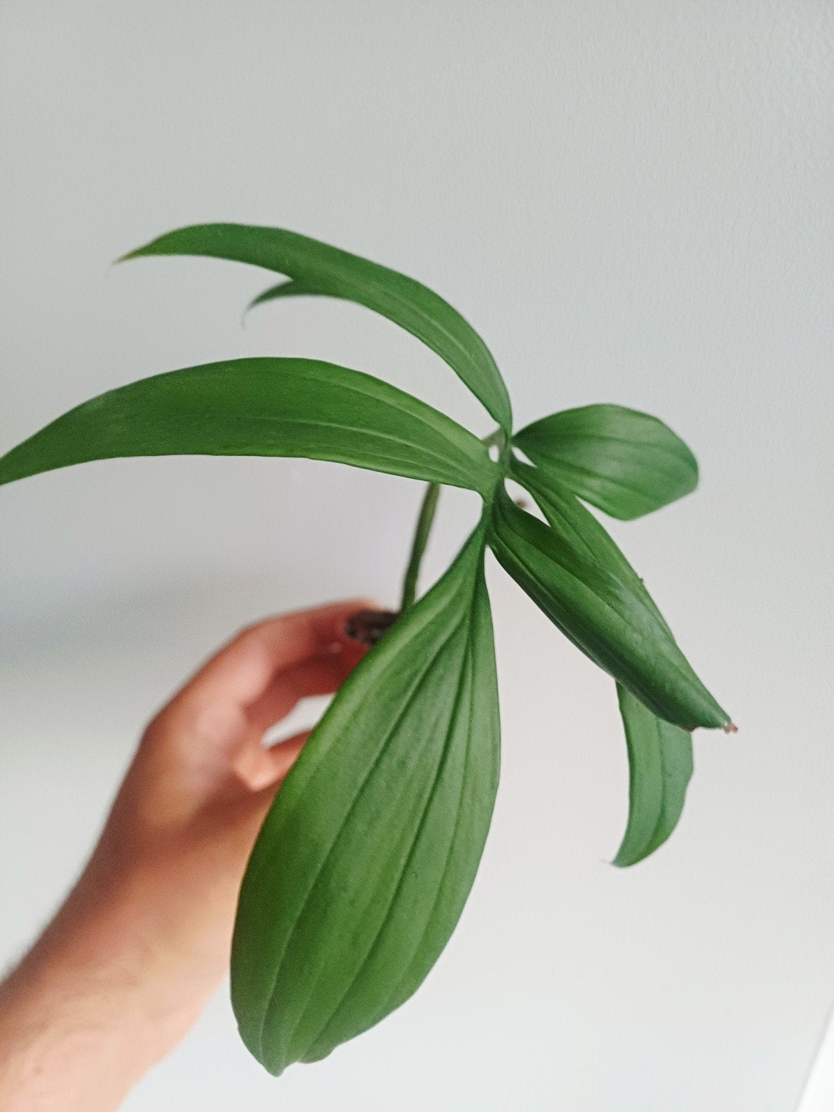 Monstera Subpinnata, Overige soorten, In pot, Minder dan 100 cm, Groene kamerplant