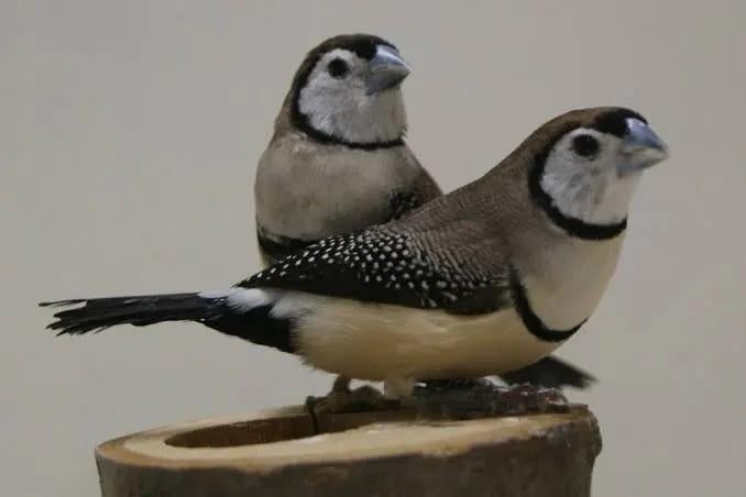 Laatste koppel bichenow astrilde, Dieren en Toebehoren