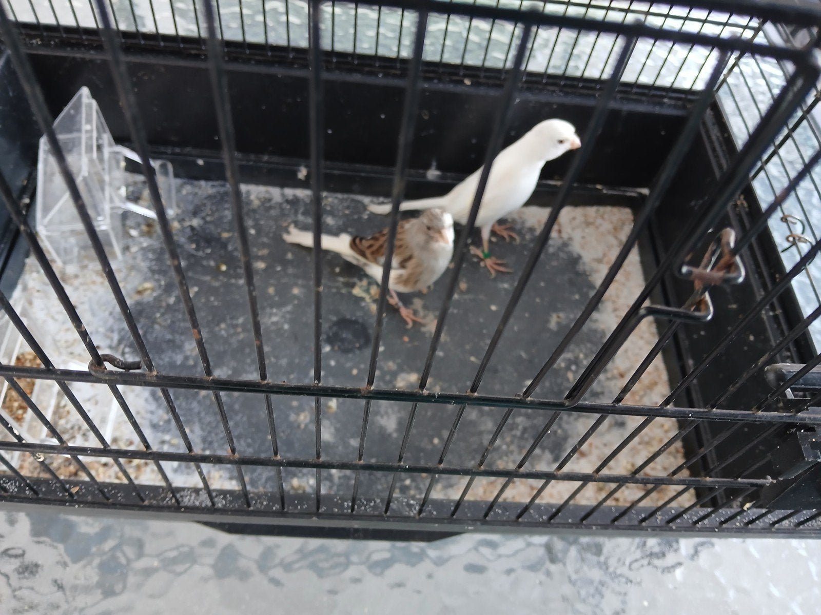 Kanaries, Dieren en Toebehoren