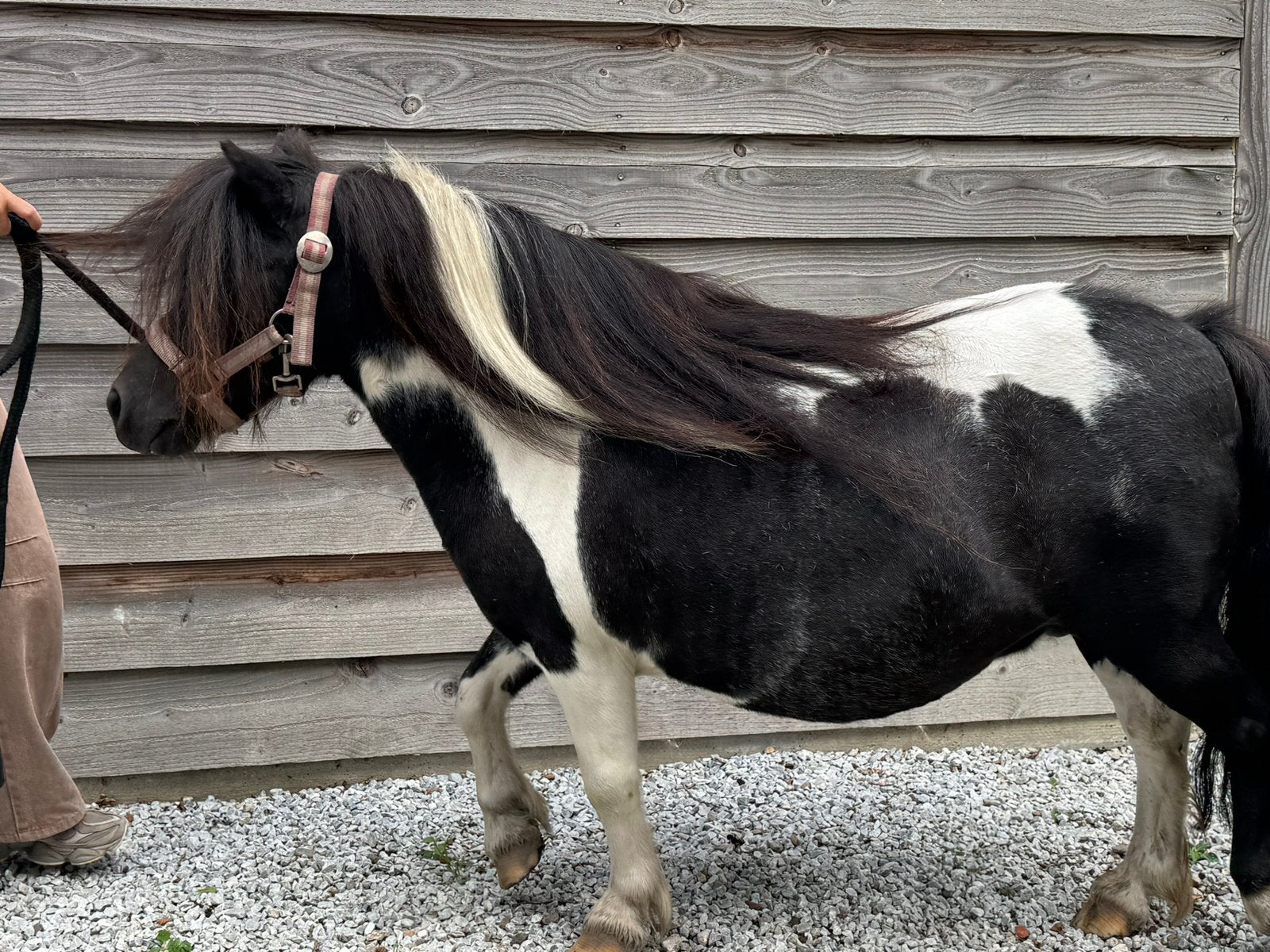Merrie shetlander, Dieren en Toebehoren, Pony's