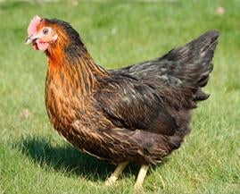 Poules pondeuses prêtes à pondre - 0472-51.09.71 - A 21h, Poule ou poulet