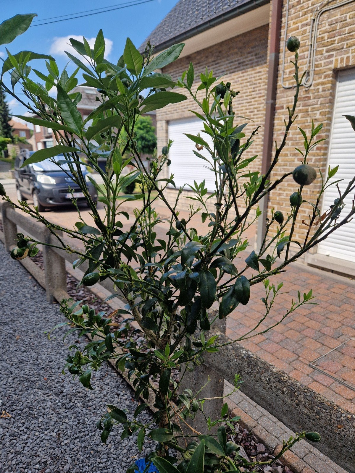 Kumquat te koop, Tuin en Terras, Ophalen of Verzenden