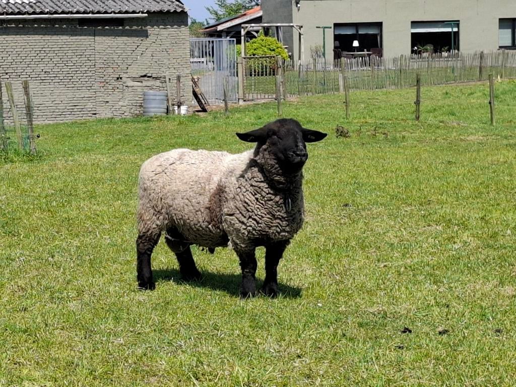 Suffolk stamboek ram