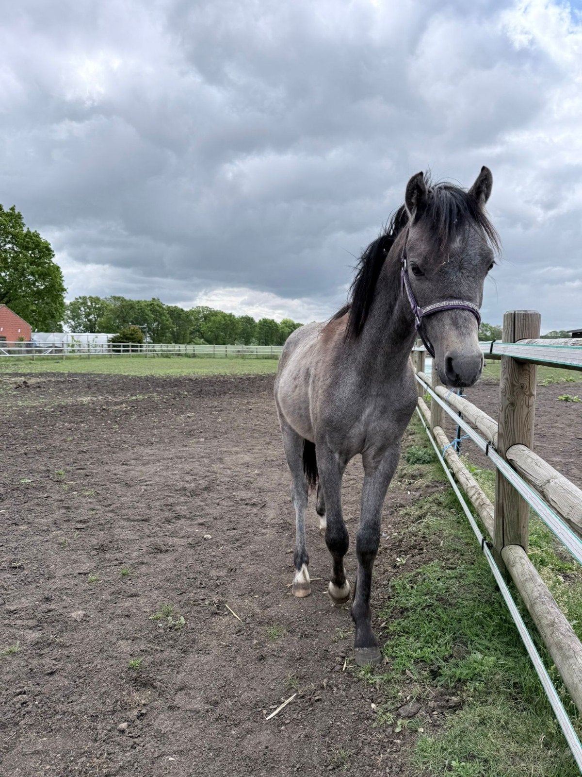 Zoekt een liefdevolle thuis, Dieren en Toebehoren, Pony's