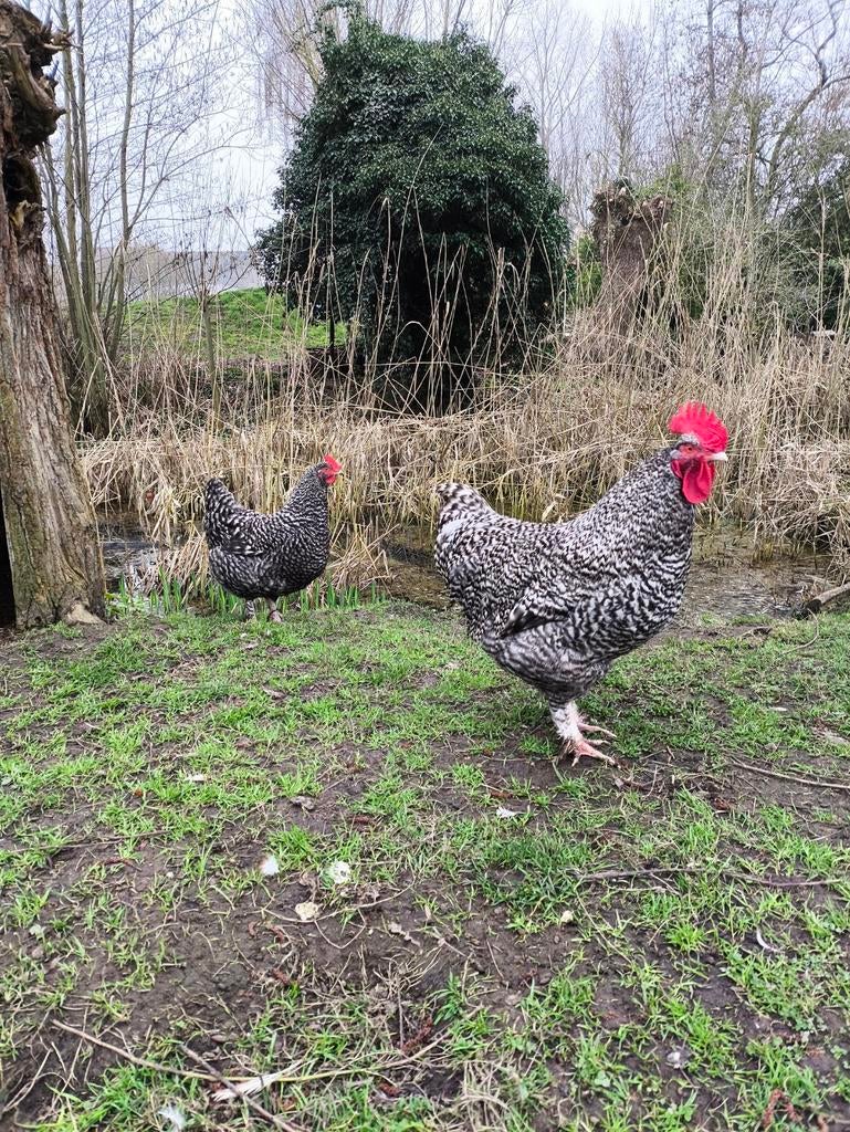 Broedeieren Mechels hoen kleur Koekoek (Mechelse koekoek)