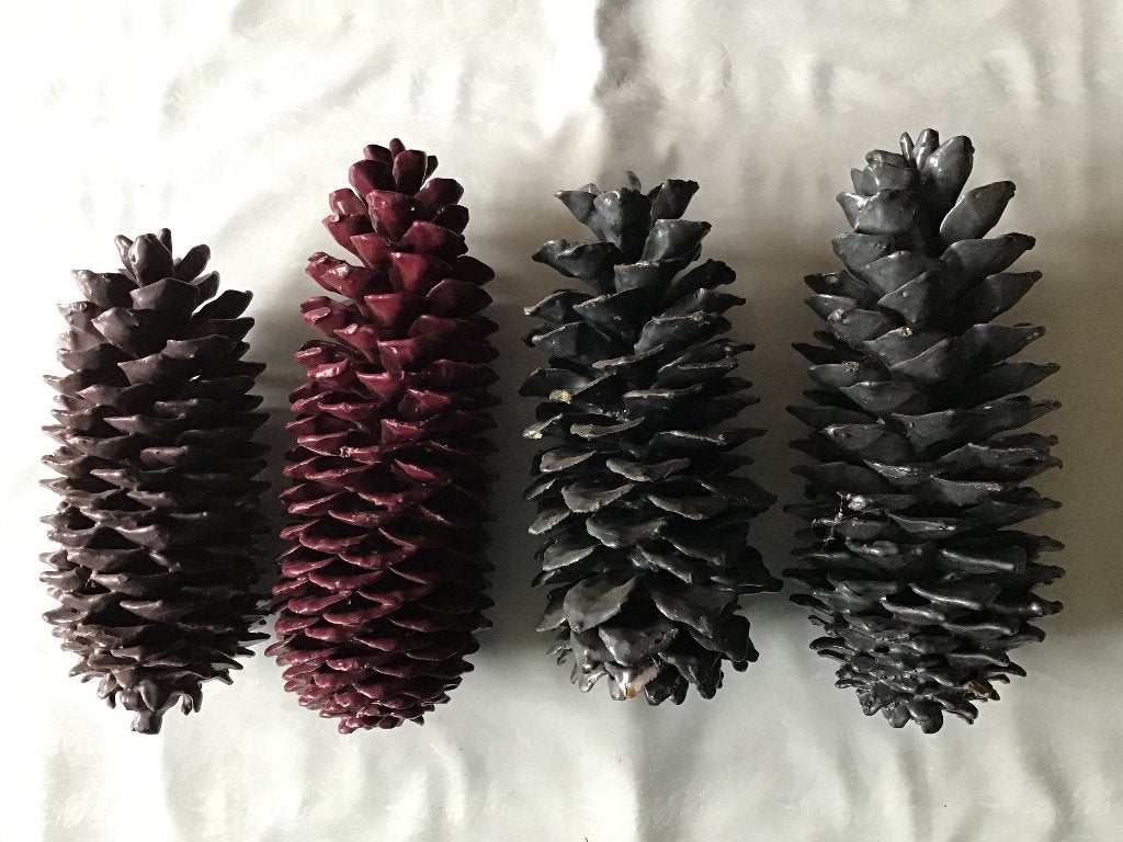 4 grote dennenappels Xlarge gewaxed, Ophalen of Verzenden