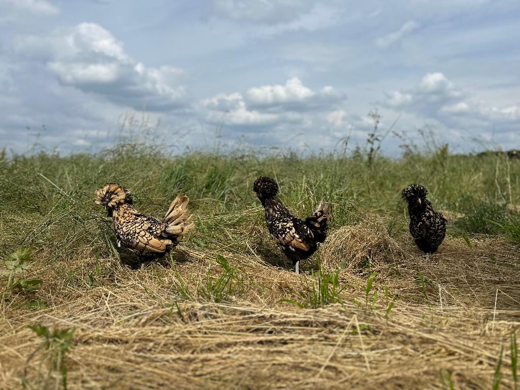 Padua kriel kippen citroen zwart gezoomd gesekst en ingeënt, Femelle, Poule ou poulet
