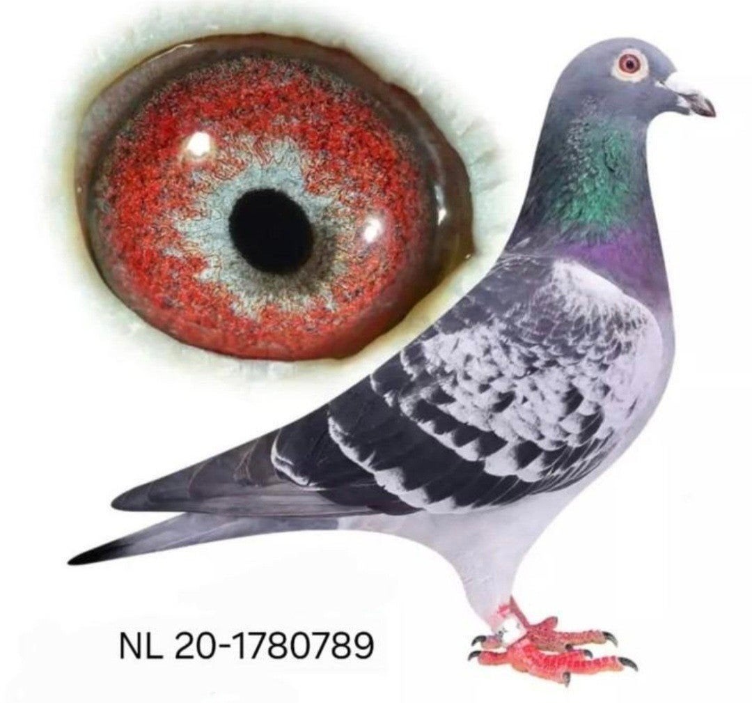 postduif Louis Stabel & Zn., Dieren en Toebehoren, Postduif