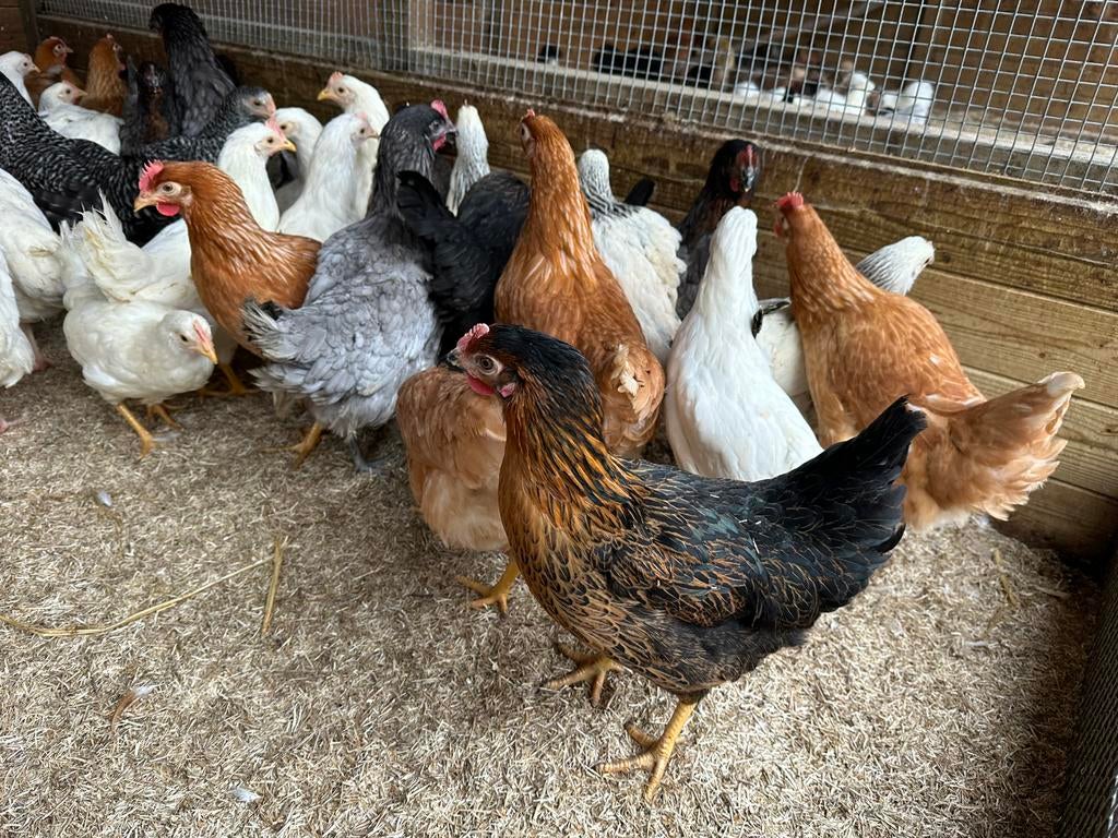 Legkip bruin wit zwart sussex blue de landes, Dieren en Toebehoren