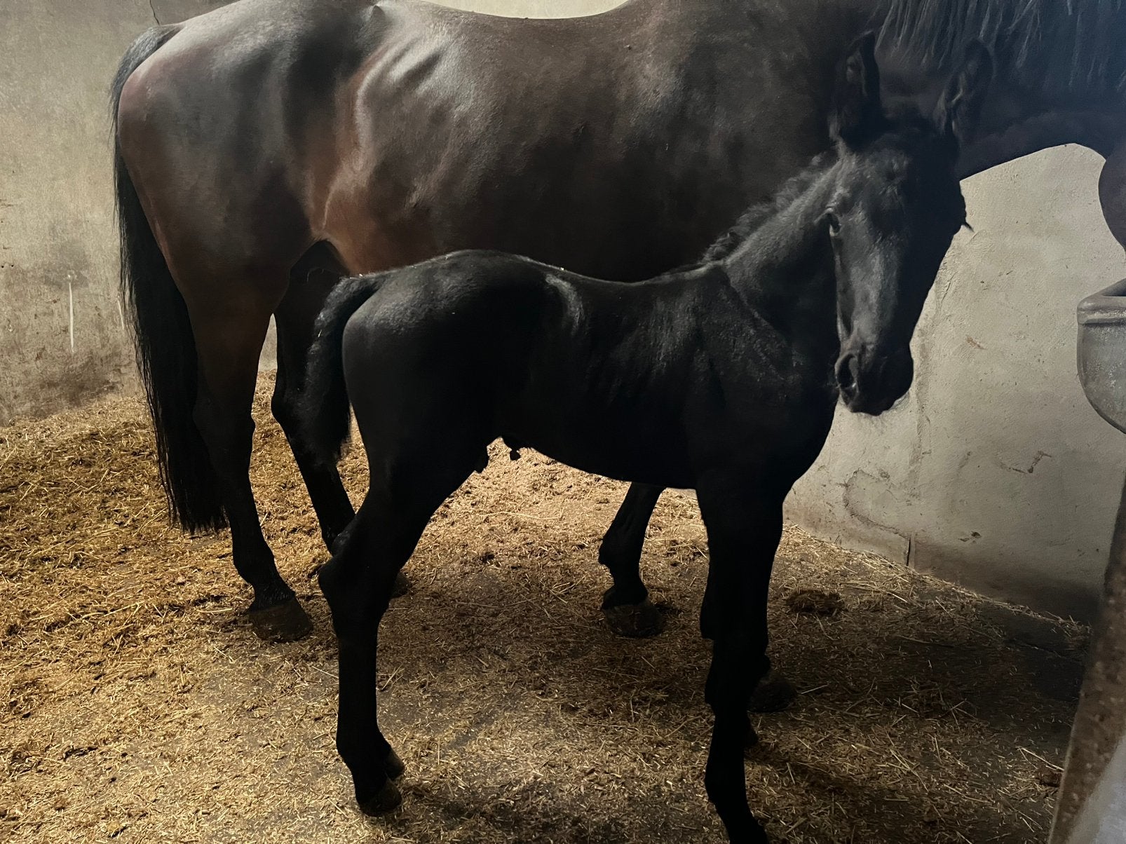 Prachtig hengstveulen, Animaux & Accessoires, Chevaux, Étalon, Ne s'applique pas, 0 à 2 ans, Cheval de saut, Avec pedigree, Avec puce électronique