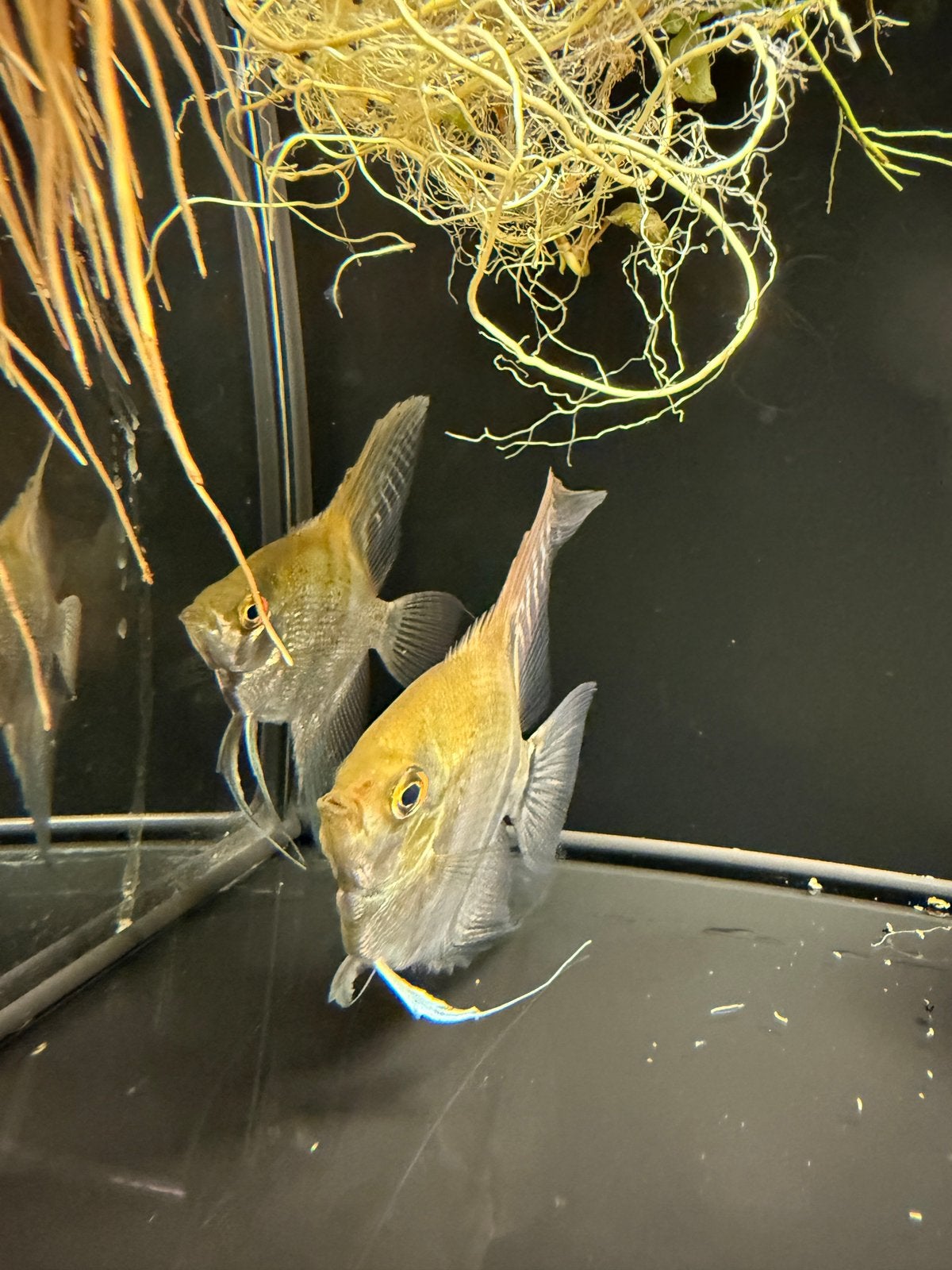 TE KOOP: DIVERSE Kweekgroepen & AQUARIUMVISSEN, Vis, Zoetwatervis