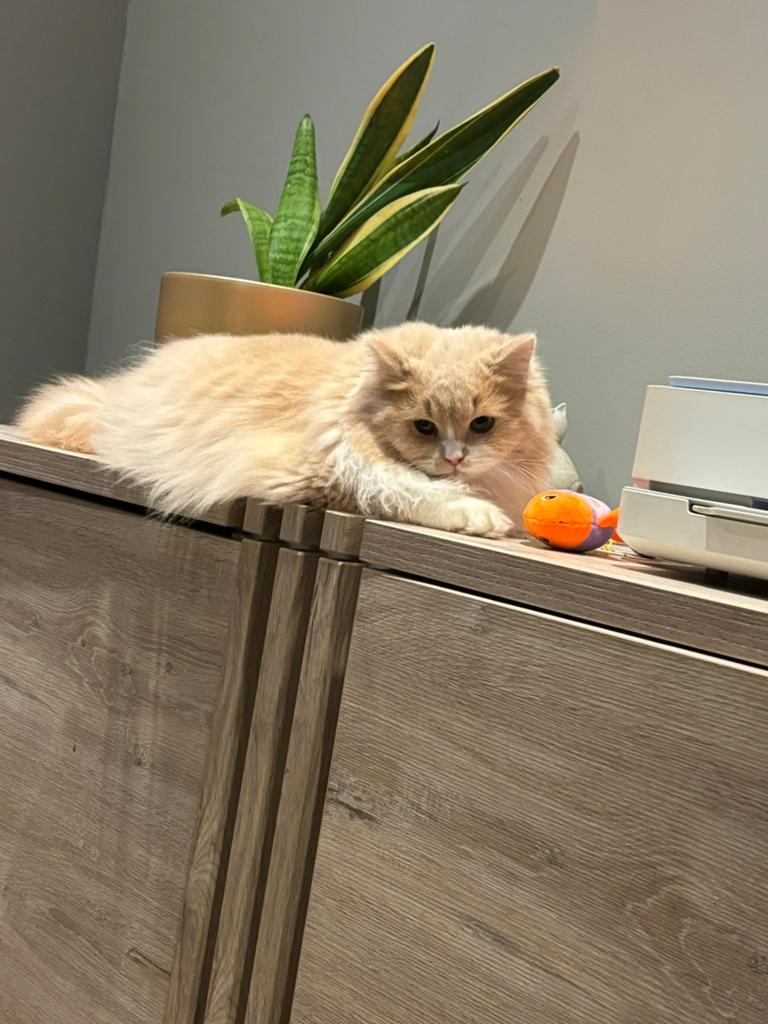 Brits langhaar kater, Dieren en Toebehoren, Katten en Kittens | Raskatten | Langhaar, Kater, Met stamboom, 0 tot 2 jaar