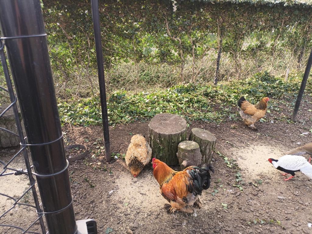 Brahma buff kweektoom, Dieren en Toebehoren, Pluimvee