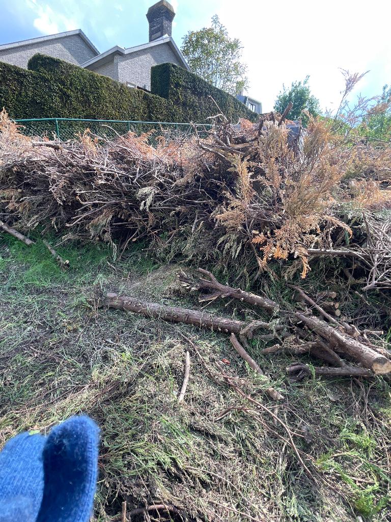Jardin, Tuin en Terras, Planten | Tuinplanten, Ophalen of Verzenden
