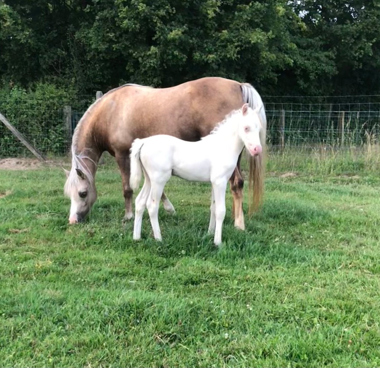 Cremello welsh sectie B hengstenveulen te koop, Dieren en Toebehoren, Pony's, Met stamboom, 0 tot 2 jaar, Hengst, C pony (1.27m tot 1.37m)