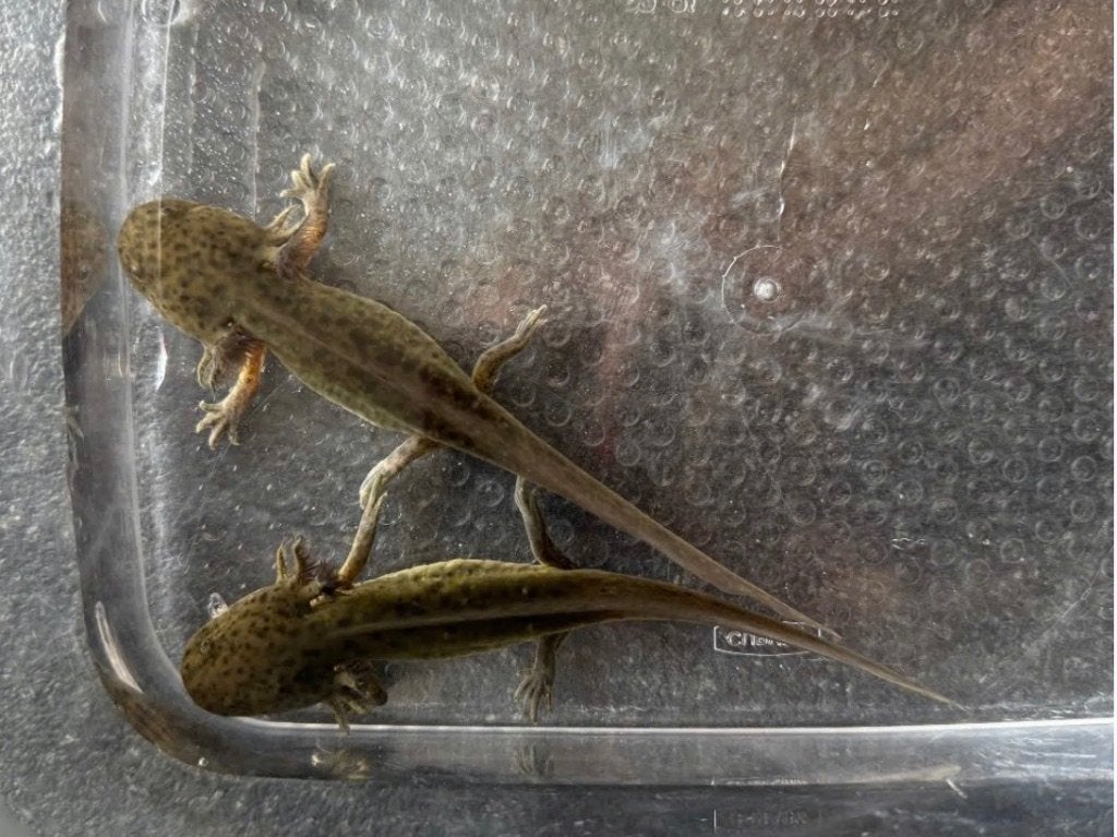 wildkleur axolotls