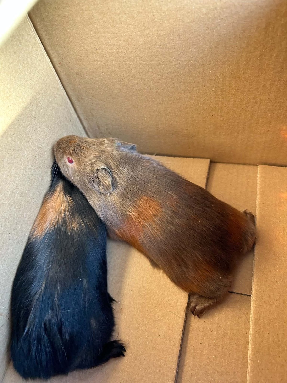 Cavia’s, Animaux & Accessoires, Septembre, Mâle, Cobaye