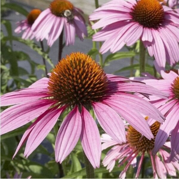 Echinacea Bravado, Tuin en Terras, Ophalen