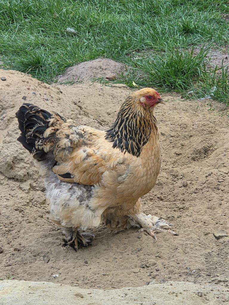 Brahma buff hen, Dieren en Toebehoren, Pluimvee, Vrouwelijk, Kip