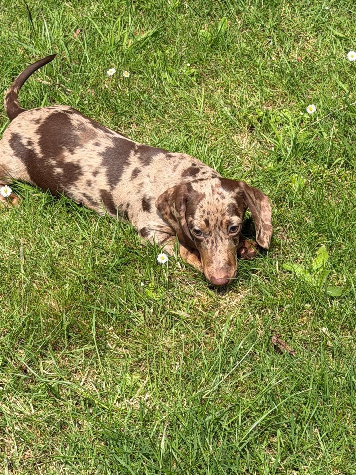 teckel pups,choco merle,dwerg,reu, Poils courts, Chien (mâle), Hépatite contagieuse (maladie de Rubarth), Belgique