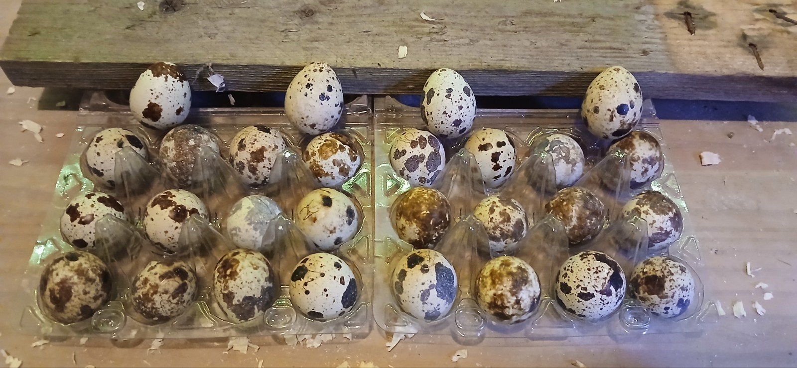 broedeieren japanse kwartel, Dieren en Toebehoren
