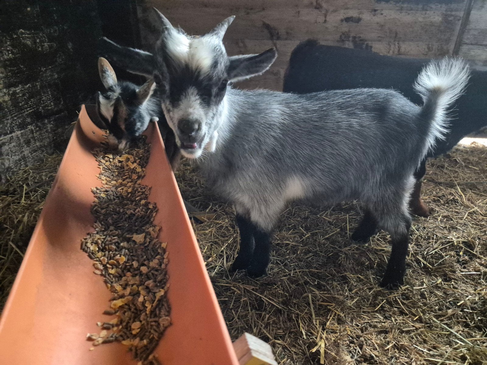 tam bokje dwerggeit blauwschimmel, Dieren en Toebehoren